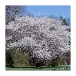 Prunus yedoensis 'Shidare Yoshino' | Cherry Blossom Tree 15 Prunus yedoensis 'Shidare Yoshino' | Cherry Blossom Tree -Roots Shop TR1339 add image 7 86f9