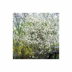 Amelanchier canadensis | Serviceberry Tree | Bare Root | 110-140cm 10 Amelanchier canadensis | Serviceberry Tree | Bare Root | 110-140cm -Roots Shop TR1344 add image 2 9567