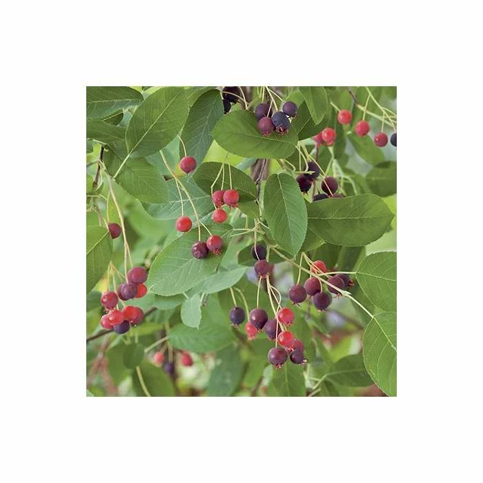 Amelanchier canadensis | Serviceberry Tree | Bare Root | 110-140cm 6 Amelanchier canadensis | Serviceberry Tree | Bare Root | 110-140cm - Image 6