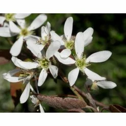 Amelanchier canadensis | Serviceberry Tree | Bare Root | 110-140cm 15 Amelanchier canadensis | Serviceberry Tree | Bare Root | 110-140cm -Roots Shop TR1344 add image 7 2f23