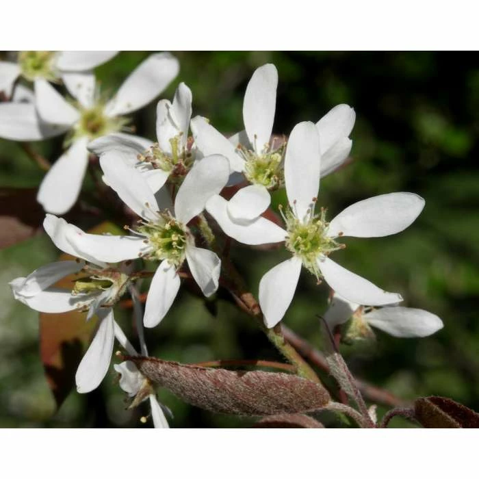 Amelanchier canadensis | Serviceberry Tree | Bare Root | 110-140cm 8 Amelanchier canadensis | Serviceberry Tree | Bare Root | 110-140cm - Image 8