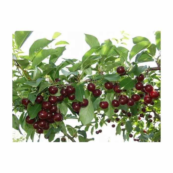 4ft 'Athos' Patio Cherry Tree | Gisela 5 Semi Dwarfing Rootstock | 11.5L Pot | By Frank P Matthews™ 1 4ft 'Athos' Patio Cherry Tree | Gisela 5 Semi Dwarfing Rootstock | 11.5L Pot | By Frank P Matthews™