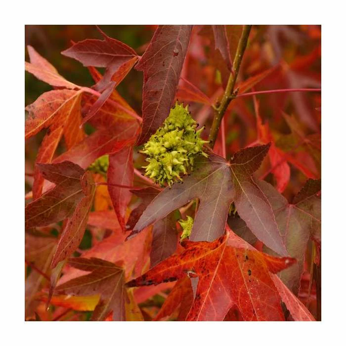 Liquidambar styraciflua 'Worplesdon' | Sweet Gum Tree 2 Liquidambar styraciflua 'Worplesdon' | Sweet Gum Tree - Image 2