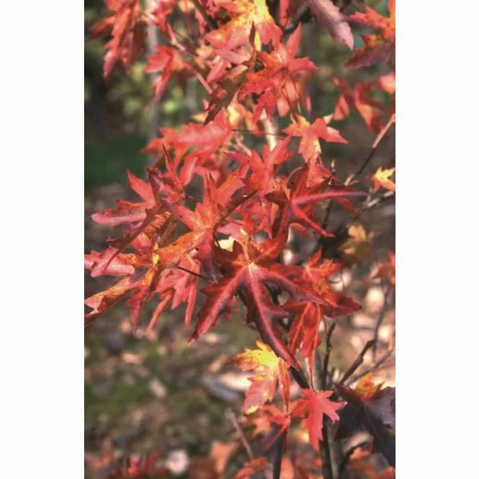 Liquidambar styraciflua 'Stared' | Sweet Gum Tree | 12L Pot | 150-180cm | By Frank P Matthews 1 Liquidambar styraciflua 'Stared' | Sweet Gum Tree | 12L Pot | 150-180cm | By Frank P Matthews