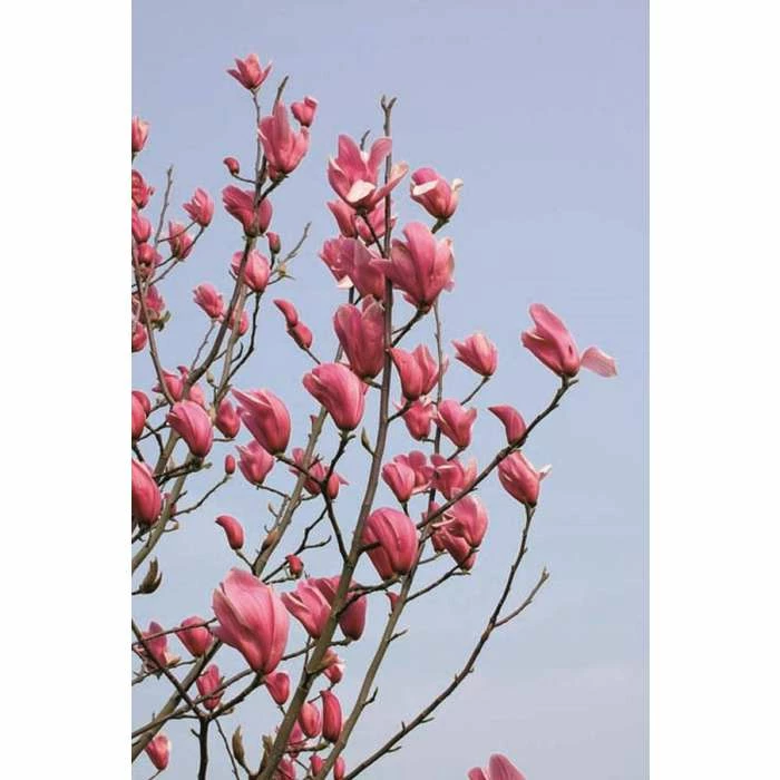 Magnolia 'Spectrum' | 12L Pot | 150-180cm | By Frank P Matthews 1 Magnolia 'Spectrum' | 12L Pot | 150-180cm | By Frank P Matthews