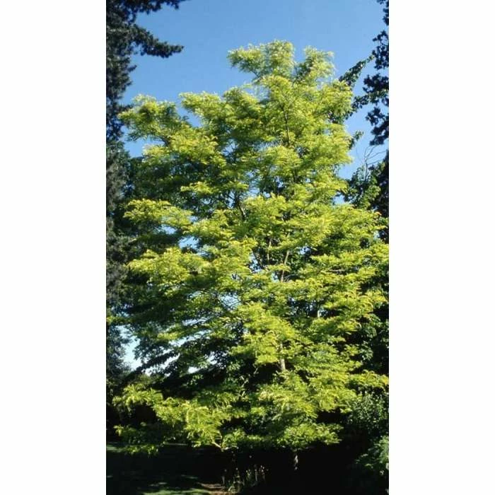 Gleditsia triacanthos 'Sunburst' | Golden Honey Locust Tree | 12L Pot | 150-180cm | By Frank P Matthews 1 Gleditsia triacanthos 'Sunburst' | Golden Honey Locust Tree | 12L Pot | 150-180cm | By Frank P Matthews