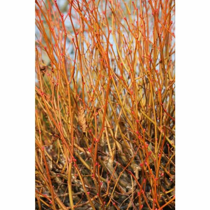 Tilia cordata 'Winter Orange' | Lime Tree | 7L Pot | 120-150cm | By Frank P Matthews 2 Tilia cordata 'Winter Orange' | Lime Tree | 7L Pot | 120-150cm | By Frank P Matthews - Image 2