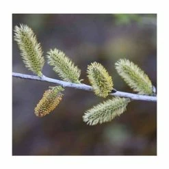 Salix irrorata | Blue Willow Tree | 12L Pot | 150-180cm | By Frank P Matthews 5 Salix irrorata | Blue Willow Tree | 12L Pot | 150-180cm | By Frank P Matthews -Roots Shop TR1433 add image 1 e79e