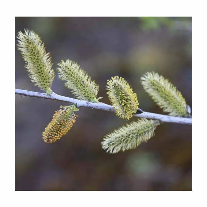 Salix irrorata | Blue Willow Tree | 12L Pot | 150-180cm | By Frank P Matthews 3 Salix irrorata | Blue Willow Tree | 12L Pot | 150-180cm | By Frank P Matthews - Image 3