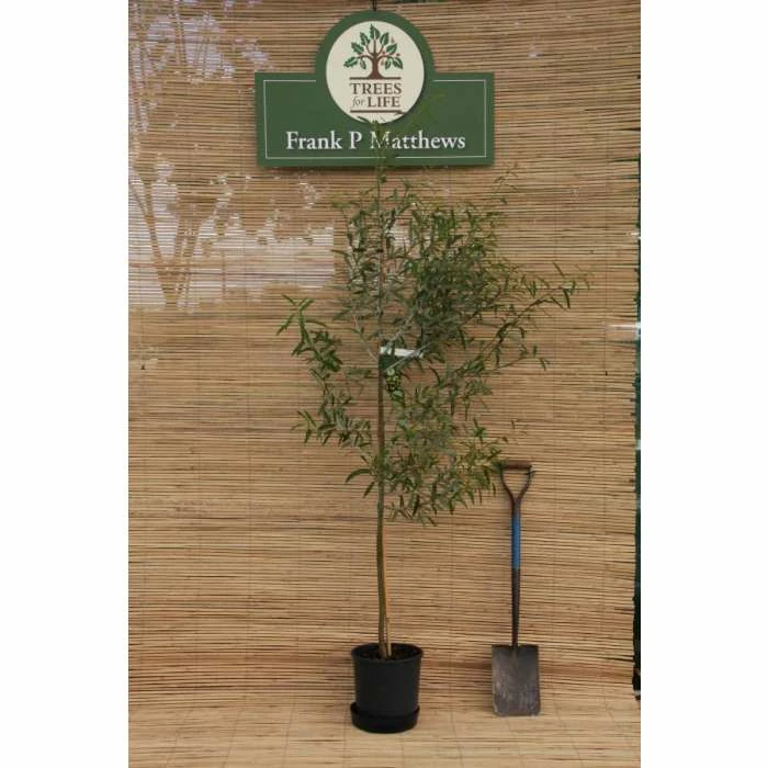 Salix irrorata | Blue Willow Tree | 12L Pot | 150-180cm | By Frank P Matthews 1 Salix irrorata | Blue Willow Tree | 12L Pot | 150-180cm | By Frank P Matthews