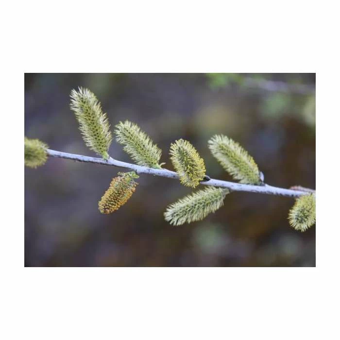 Salix irrorata | Blue Willow Tree | 12L Pot | 150-180cm | By Frank P Matthews 2 Salix irrorata | Blue Willow Tree | 12L Pot | 150-180cm | By Frank P Matthews - Image 2