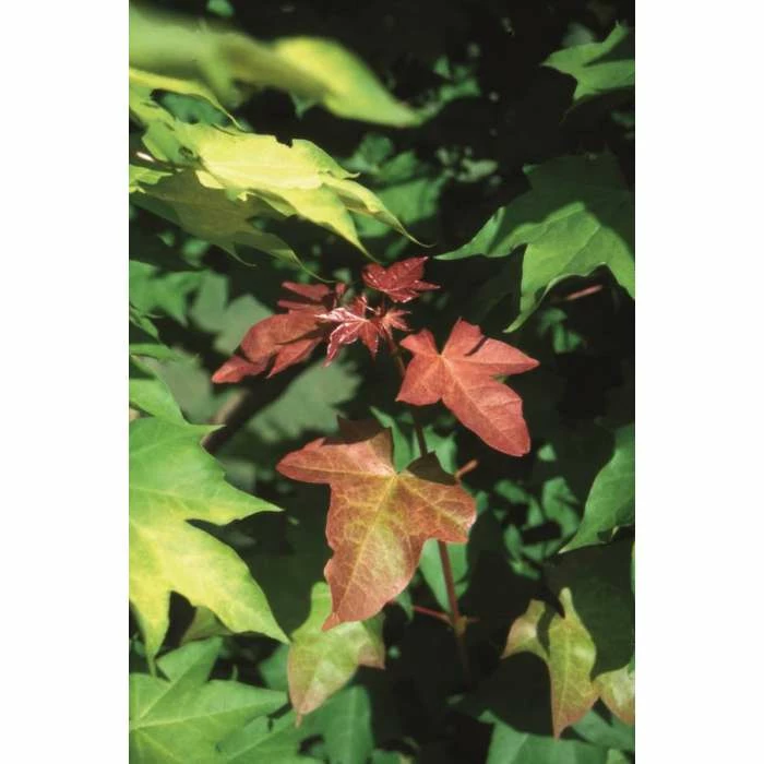 Acer cappadocicum 'Rubrum' | Red Cappadocian Maple Tree | 12L Pot | 150-180cm | By Frank P Matthews 1 Acer cappadocicum 'Rubrum' | Red Cappadocian Maple Tree | 12L Pot | 150-180cm | By Frank P Matthews