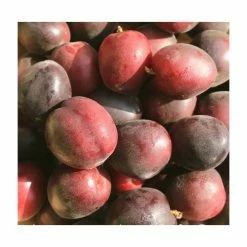 5ft 'Aprisali' Aprium Tree | SJA Semi Vigorous Rootstock | 12L Pot | By Frank P Matthews™