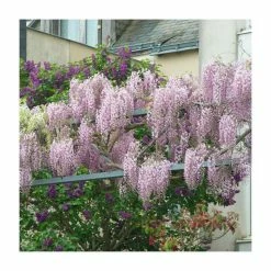 3ft Wisteria 'Hon-beni' | 7L Pot | Wisteria floribunda 'Hon-beni'