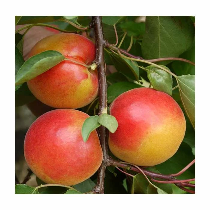 5ft 'Pink Marry' Apricot Tree | SJA Semi Vigorous Rootstock | 12L Pot | By Frank P Matthews™ 1 5ft 'Pink Marry' Apricot Tree | SJA Semi Vigorous Rootstock | 12L Pot | By Frank P Matthews™