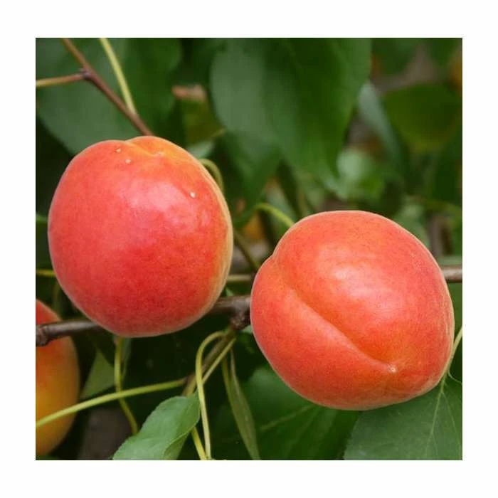 5ft 'Pink Marry' Apricot Tree | SJA Semi Vigorous Rootstock | 12L Pot | By Frank P Matthews™ 2 5ft 'Pink Marry' Apricot Tree | SJA Semi Vigorous Rootstock | 12L Pot | By Frank P Matthews™ - Image 2