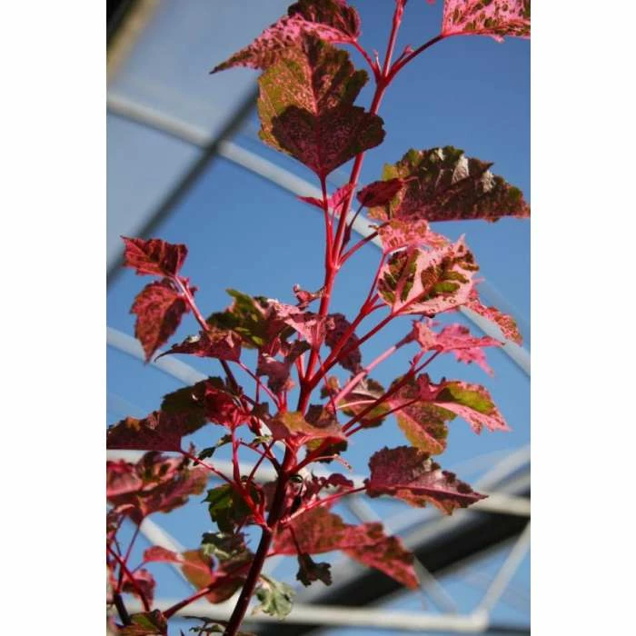 Acer 'Red Flamingo' | Maple Tree | 12L Pot | 150-180cm | By Frank P Matthews 1 Acer 'Red Flamingo' | Maple Tree | 12L Pot | 150-180cm | By Frank P Matthews