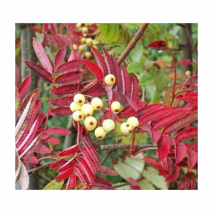 Sorbus 'Discolor' | Rowan Tree | 12L Pot | 150-180cm | By Frank P Matthews 1 Sorbus 'Discolor' | Rowan Tree | 12L Pot | 150-180cm | By Frank P Matthews