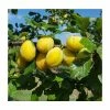5ft 'Yellow Pershore' Plum Tree | VVA-1 Semi Dwarfing Rootstock | 12L Pot | By Frank P Matthews™