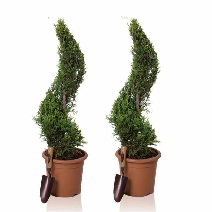 4ft Cypress Topiary Swirl Pair | 9L Pot | Cupressocyparis leylandii 'Gold Rider' 1 4ft Cypress Topiary Swirl Pair | 9L Pot | Cupressocyparis leylandii 'Gold Rider'