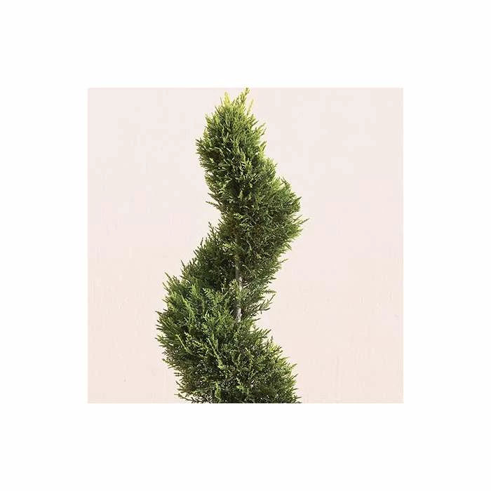 4ft Cypress Topiary Swirl Pair | 9L Pot | Cupressocyparis leylandii 'Gold Rider' 2 4ft Cypress Topiary Swirl Pair | 9L Pot | Cupressocyparis leylandii 'Gold Rider' - Image 2