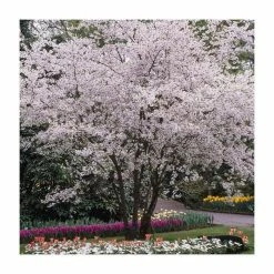 4-5ft Winter Flowering Cherry Blossom Tree | 9L Pot | Prunus x sub Autumnalis -Roots Shop TR87611 add image 2 5378