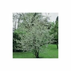 4-5ft Winter Flowering Cherry Blossom Tree | 9L Pot | Prunus x sub Autumnalis