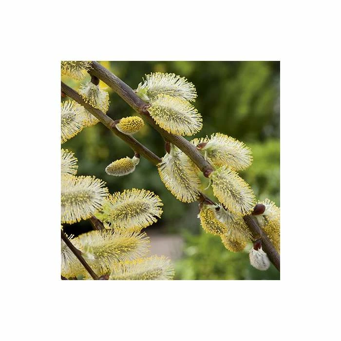 Salix caprea 'Kilmarnock' | Weeping Willow Tree | 18L Pot | 120-150cm 4 Salix caprea 'Kilmarnock' | Weeping Willow Tree | 18L Pot | 120-150cm - Image 4