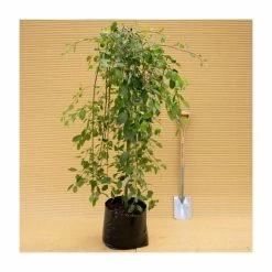 Salix caprea 'Kilmarnock' | Weeping Willow Tree | 18L Pot | 120-150cm 17 Salix caprea 'Kilmarnock' | Weeping Willow Tree | 18L Pot | 120-150cm -Roots Shop TR87617 add image 7 a7dd