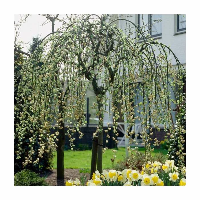 Salix caprea 'Kilmarnock' | Weeping Willow Tree | 18L Pot | 120-150cm 1 Salix caprea 'Kilmarnock' | Weeping Willow Tree | 18L Pot | 120-150cm