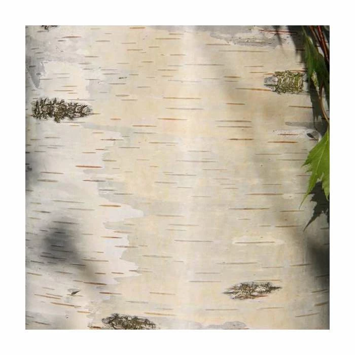 Betula pendula 'Dalecarlica' | 12L Pot | 150-180cm | By Frank P Matthews 1 Betula pendula 'Dalecarlica' | 12L Pot | 150-180cm | By Frank P Matthews