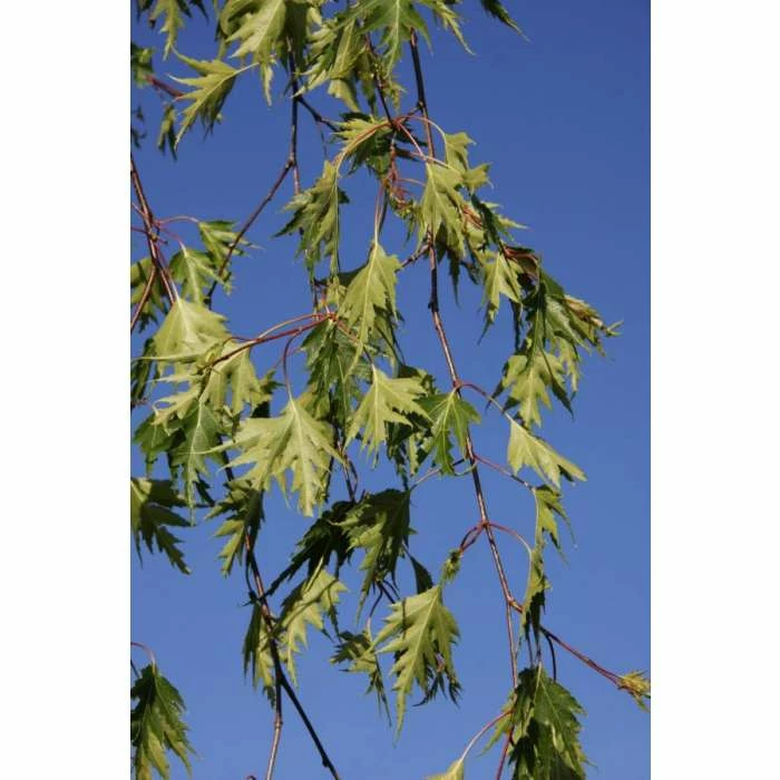 Betula pendula 'Dalecarlica' | 12L Pot | 150-180cm | By Frank P Matthews 2 Betula pendula 'Dalecarlica' | 12L Pot | 150-180cm | By Frank P Matthews - Image 2