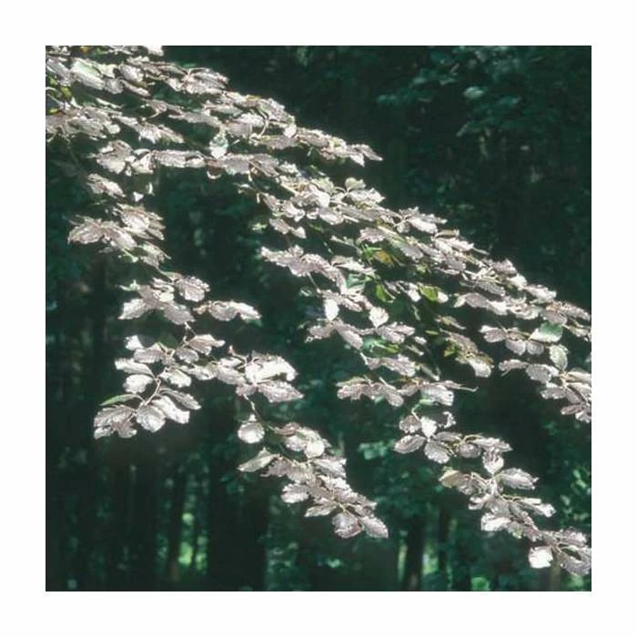 Fagus sylvatica f. purpurea | Copper Beech Tree | 12L Pot | 150-180cm | By Frank P Matthews 1 Fagus sylvatica f. purpurea | Copper Beech Tree | 12L Pot | 150-180cm | By Frank P Matthews