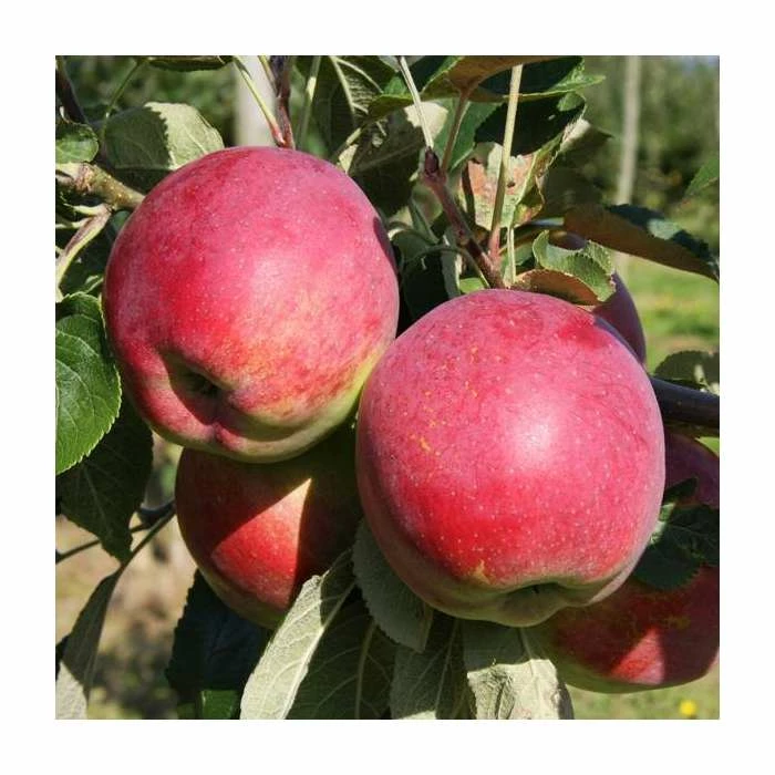 5ft 'Eden' Dual Purpose Apple Tree | 12L Pot | M26 Semi-Dwarfing Rootstock | By Frank P Matthews 1 5ft 'Eden' Dual Purpose Apple Tree | 12L Pot | M26 Semi-Dwarfing Rootstock | By Frank P Matthews