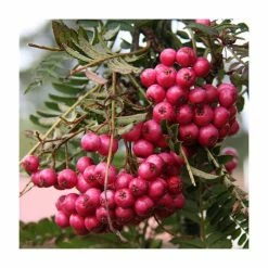 Sorbus 'Glendoick Spire' | Rowan Tree | 12L Pot | 150-180cm | By Frank P Matthews