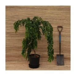 Robinia pseudoacacia 'Lace Lady' (PBR) | 12L Pot | Top Worked at 80cm | 120-150cm | By Frank P Matthews 5 Robinia pseudoacacia 'Lace Lady' (PBR) | 12L Pot | Top Worked at 80cm | 120-150cm | By Frank P Matthews -Roots Shop TR9020 add image 1 89e8