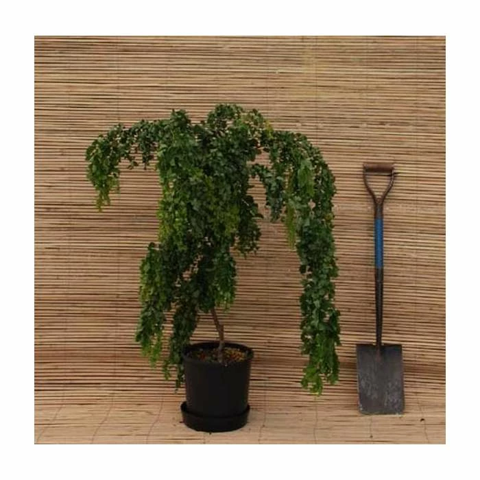 Robinia pseudoacacia 'Lace Lady' (PBR) | 12L Pot | Top Worked at 80cm | 120-150cm | By Frank P Matthews 3 Robinia pseudoacacia 'Lace Lady' (PBR) | 12L Pot | Top Worked at 80cm | 120-150cm | By Frank P Matthews - Image 3
