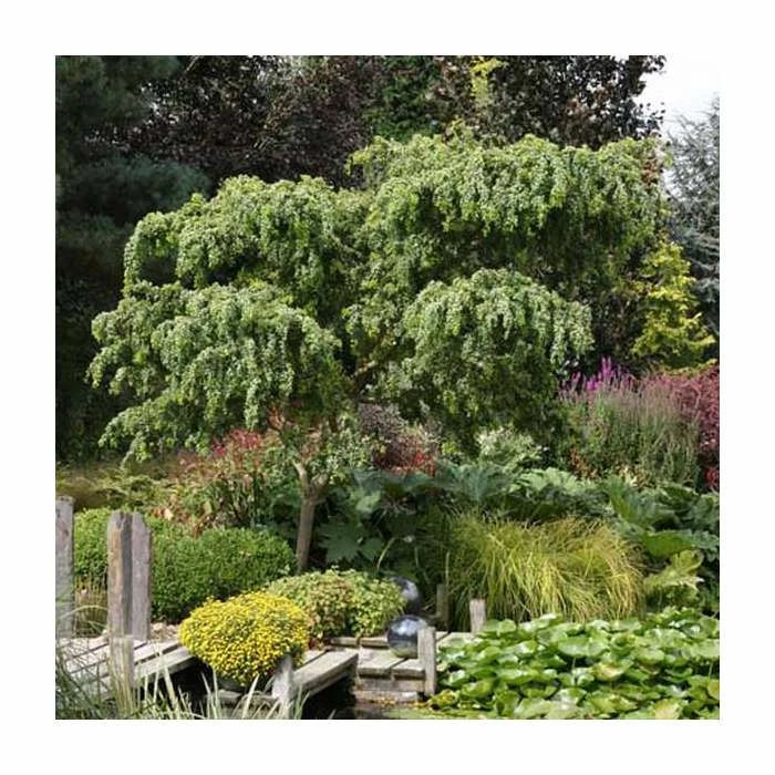 Robinia pseudoacacia 'Lace Lady' (PBR) | 12L Pot | Top Worked at 80cm | 120-150cm | By Frank P Matthews 1 Robinia pseudoacacia 'Lace Lady' (PBR) | 12L Pot | Top Worked at 80cm | 120-150cm | By Frank P Matthews