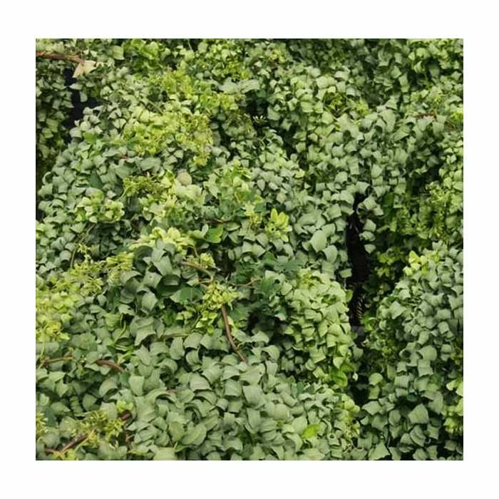 Robinia pseudoacacia 'Lace Lady' (PBR) | 12L Pot | Top Worked at 80cm | 120-150cm | By Frank P Matthews 2 Robinia pseudoacacia 'Lace Lady' (PBR) | 12L Pot | Top Worked at 80cm | 120-150cm | By Frank P Matthews - Image 2