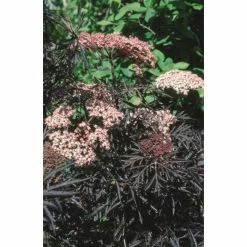 Sambucus nigra Black Lace | 12L Pot | 150-180cm | By Frank P Matthews