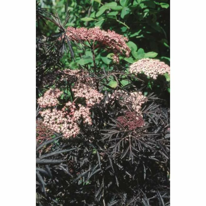 Sambucus nigra Black Lace | 12L Pot | 150-180cm | By Frank P Matthews 1 Sambucus nigra Black Lace | 12L Pot | 150-180cm | By Frank P Matthews