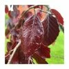 Fagus sylvatica 'Black Swan' | Weeping Purple Beech Tree | 12L Pot | 150-180cm | By Frank P Matthews