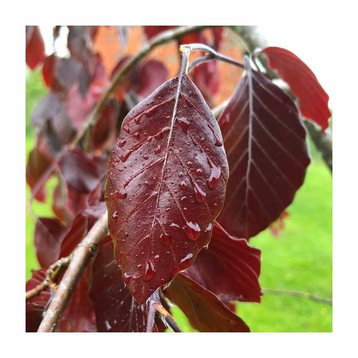 Fagus sylvatica 'Black Swan' | Weeping Purple Beech Tree | 12L Pot | 150-180cm | By Frank P Matthews 1 Fagus sylvatica 'Black Swan' | Weeping Purple Beech Tree | 12L Pot | 150-180cm | By Frank P Matthews