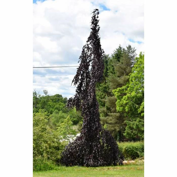 Fagus sylvatica 'Black Swan' | Weeping Purple Beech Tree | 12L Pot | 150-180cm | By Frank P Matthews 2 Fagus sylvatica 'Black Swan' | Weeping Purple Beech Tree | 12L Pot | 150-180cm | By Frank P Matthews - Image 2