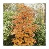 Fagus sylvatica | Common Beech Tree | 12L Pot | 150-180cm | By Frank P Matthews