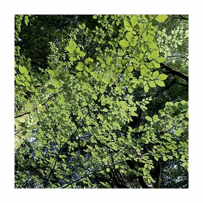 Fagus sylvatica | Common Beech Tree | 12L Pot | 150-180cm | By Frank P Matthews 2 Fagus sylvatica | Common Beech Tree | 12L Pot | 150-180cm | By Frank P Matthews - Image 2