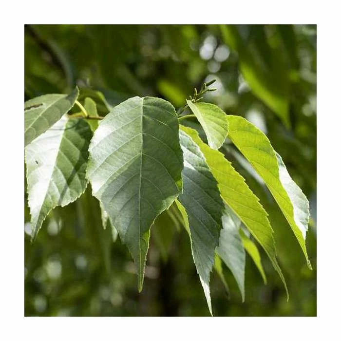 Alnus × spaethii | Aldar Tree | 12L Pot | 150-180cm | By Frank P Matthews 1 Alnus × spaethii | Aldar Tree | 12L Pot | 150-180cm | By Frank P Matthews
