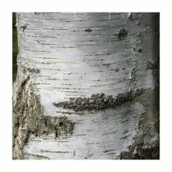 Betula pendula subsp. pendula 'Tristis' | Birch Tree | 12L Pot | 150-180cm | By Frank P Matthews