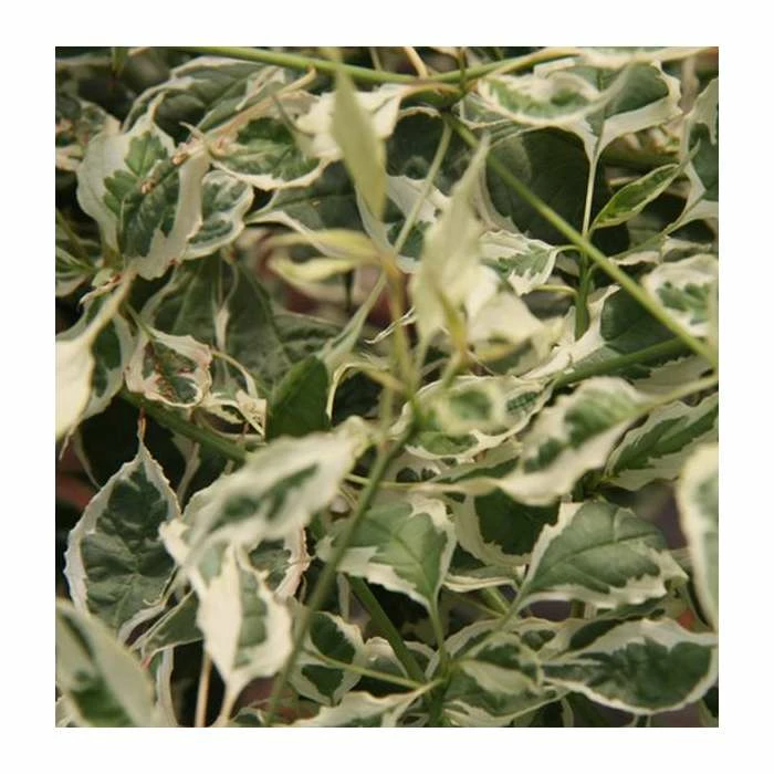 Cornus alternifolia 'Argentea' | 7L Pot | 90-120cm | By Frank P Matthews 1 Cornus alternifolia 'Argentea' | 7L Pot | 90-120cm | By Frank P Matthews