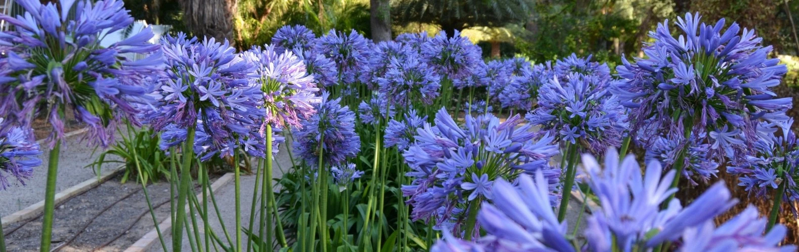 Roots Shop -Roots Shop rootsplants1580